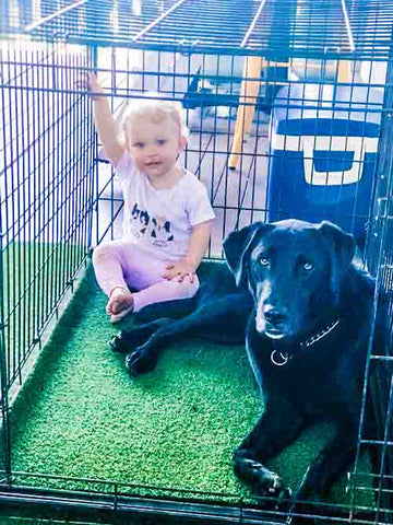 Dog with toddler in crate