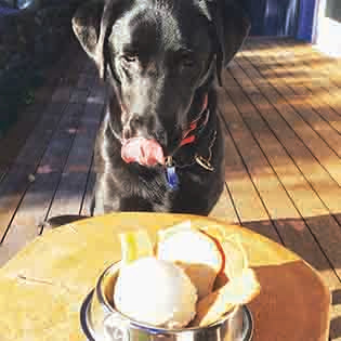 Labrador with pancakes
