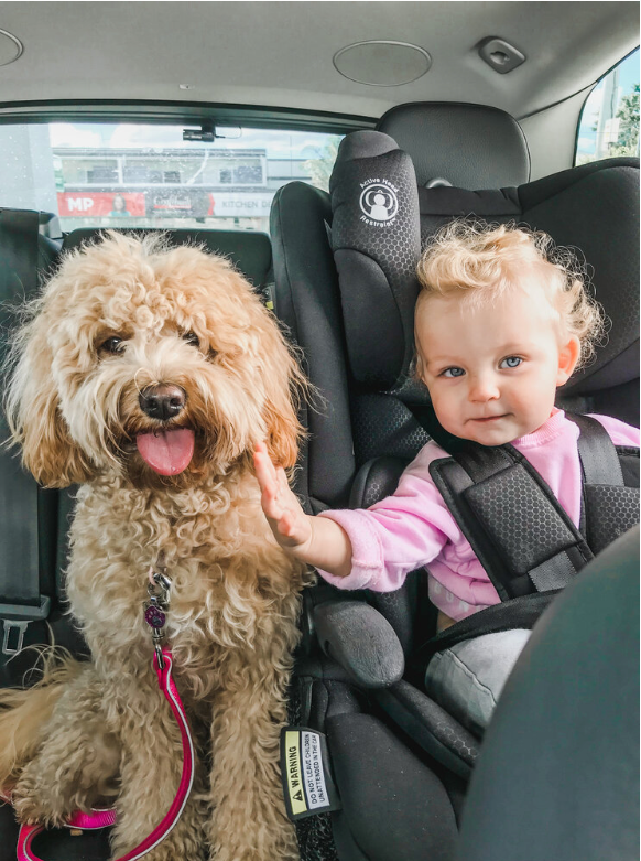 Lost dog with toddler