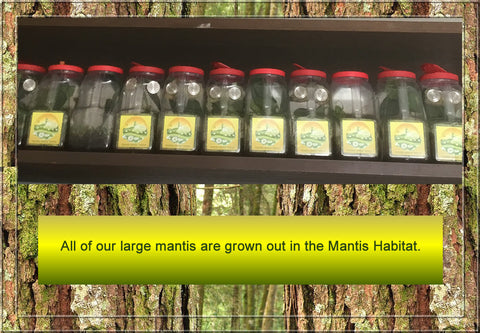 Praying Mantis Habitat