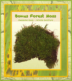 Forest Moss