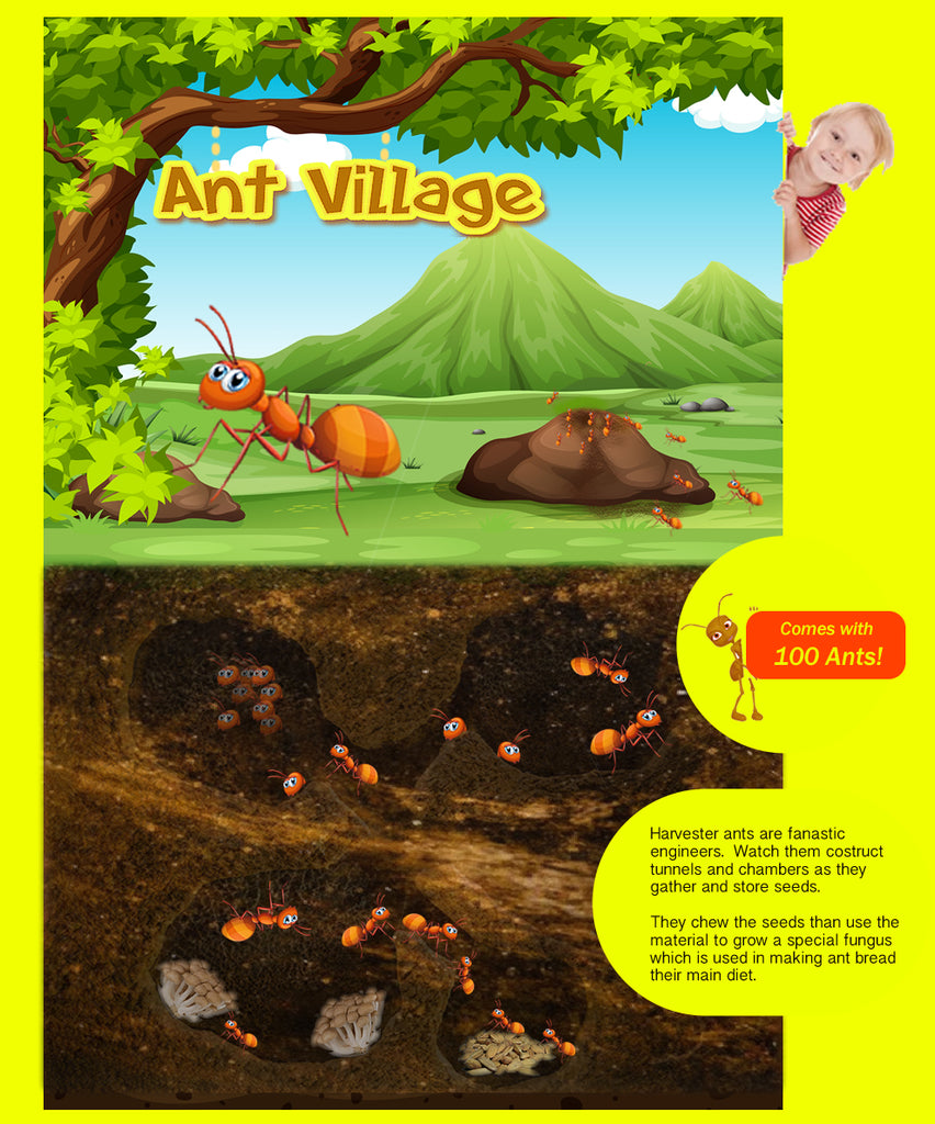 Ant Village by Insect Sales.com