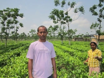Organic Assam Tea Farmer