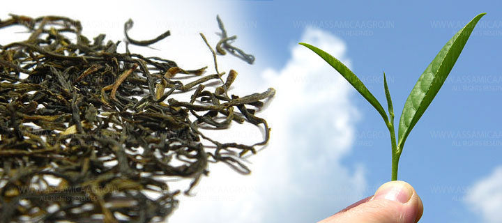 Whole Leaf - Loose Green Tea