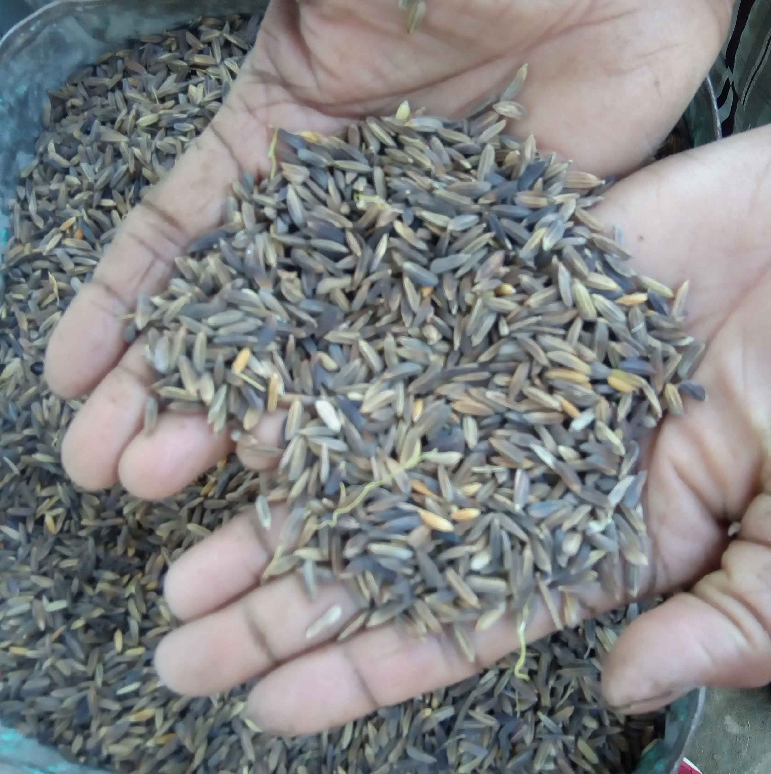 Black Rice Paddy