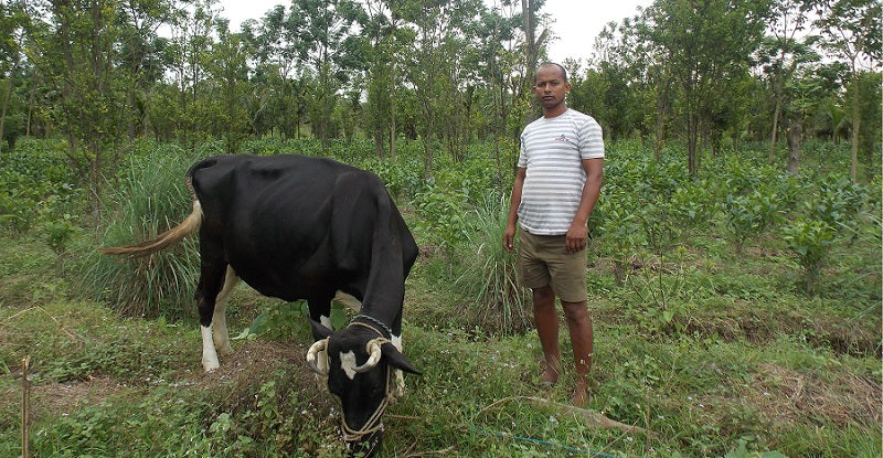 Cow Raising in Kanoka Tea Estate, Assam