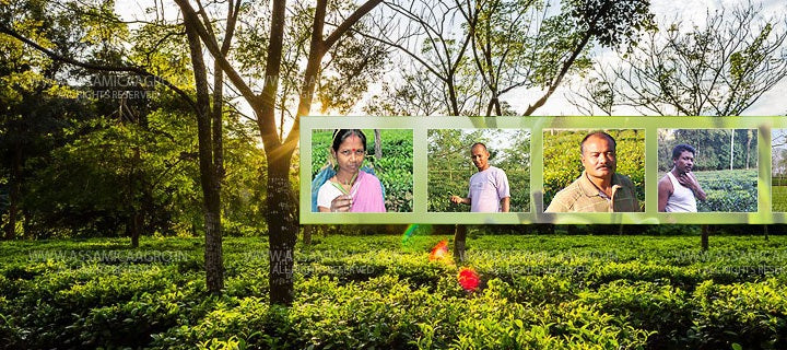 Livelihood for Assam Small Tea Growers