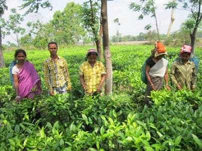 Workers in a Small Tea Farm - Assam