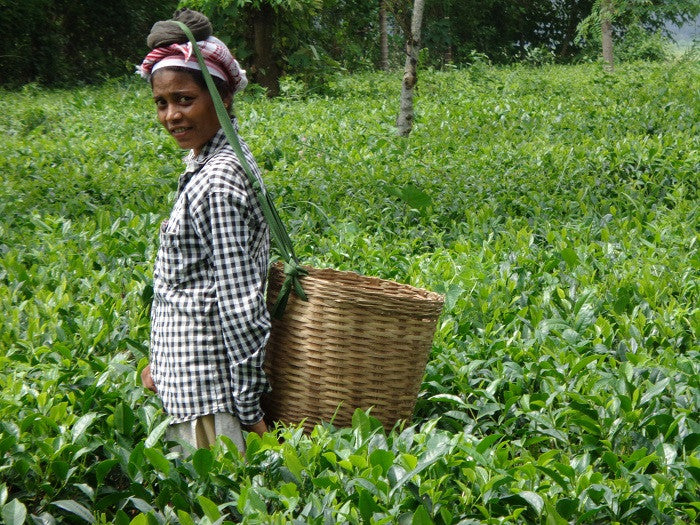 Assam Tea Plucker in Kanoka