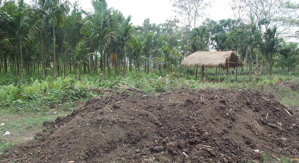 Organic Farming at Kanoka, Assam