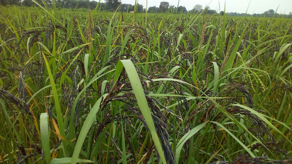Black Rice Cultivation in Assam
