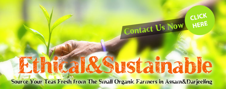Tea Wholesale - Organic Assam & Darjeeling Teas