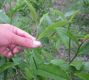 Organic Assam green tea leaves