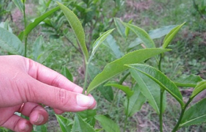 Tender Green Tea Leaves