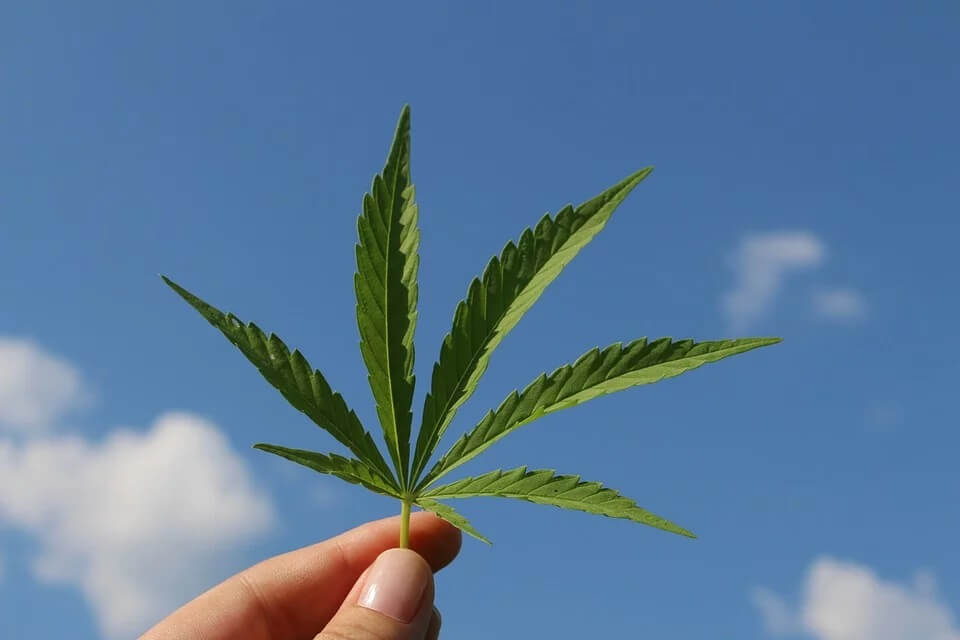 Hemp leaf for CBD oil