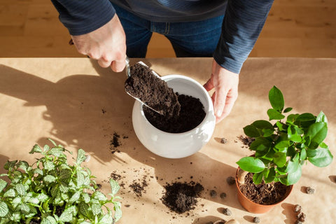 bonsai plant care tips