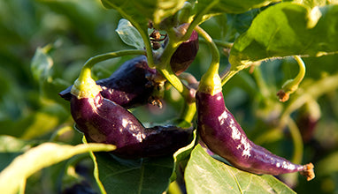 Long Purple Pepper