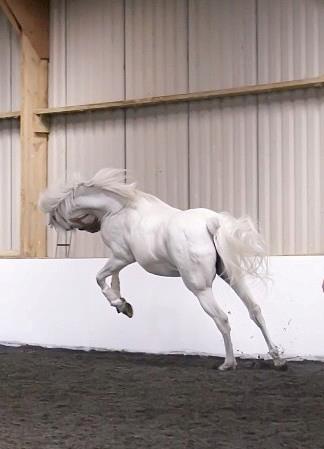 Hispano Arabe "Fanta" playing in the indoor school