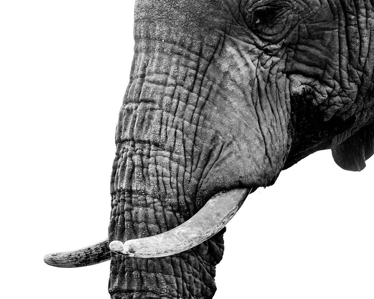 elephant profile drawing