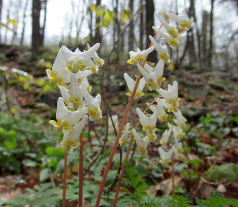 Dutchman's Breeches