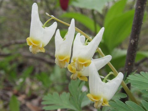 Dutchman's Breeches 