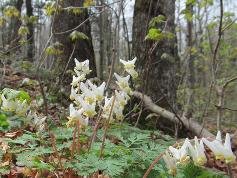 Dutchman's Breeches 