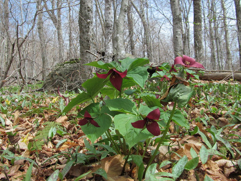 Red Trillium