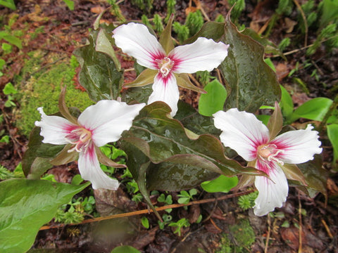 Painted Trillium