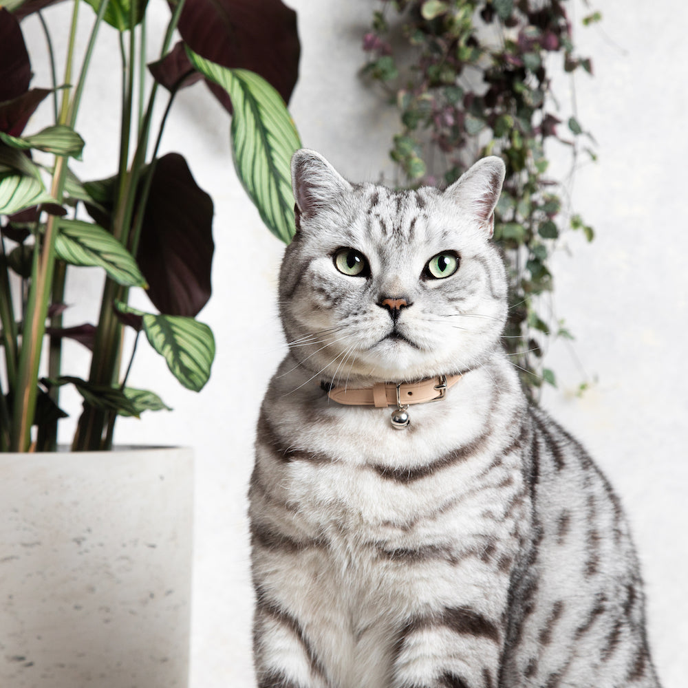 luxury designer cat collars