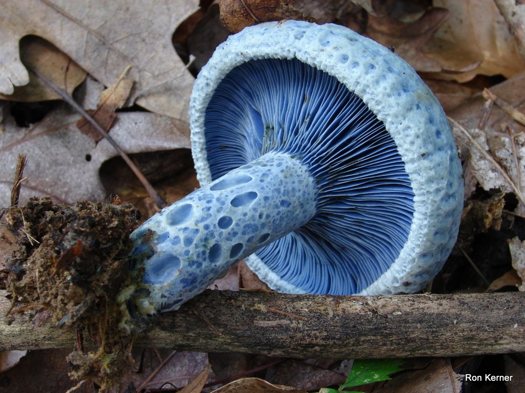 Blue Indigo Milkcap – S.W.S.