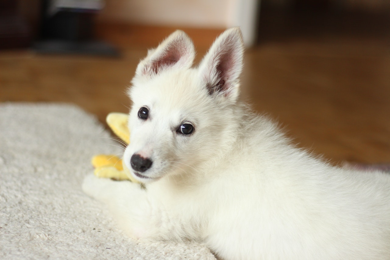 rifruf dog