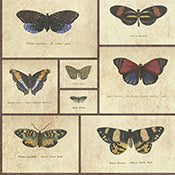 BUTTERFLY WALLPAPER