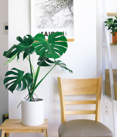 Monstera in a contemporary setting