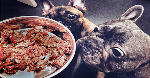 Choosing Natural Dog Food for Your Pet
