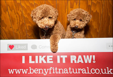 Know The Raw Dog Food Varieties Available