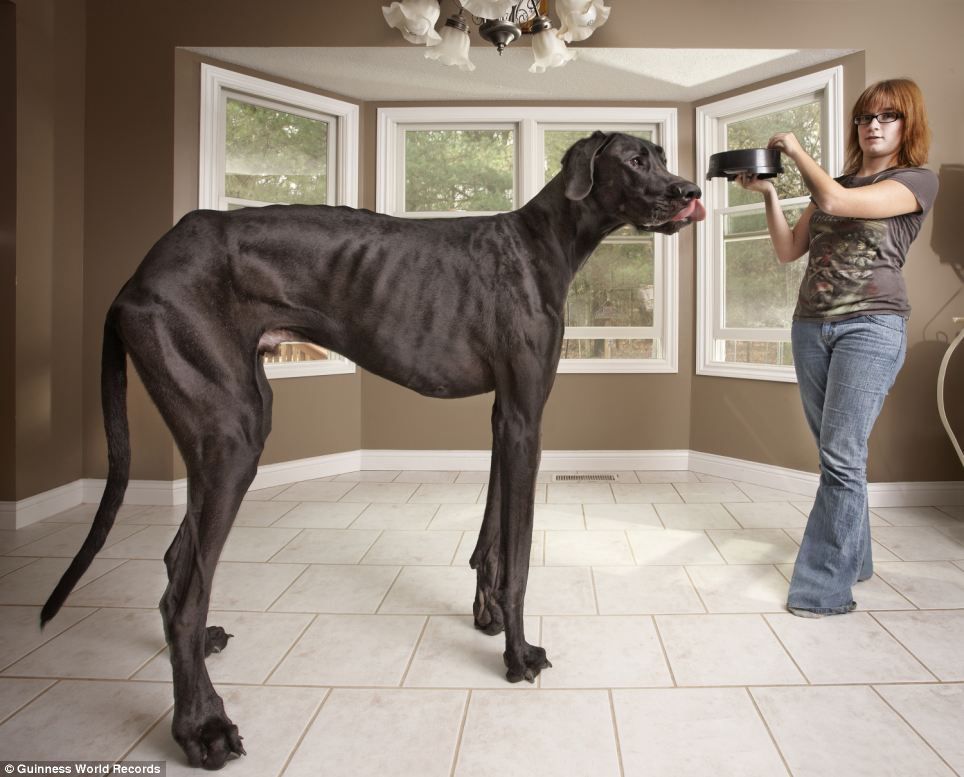 Zeus a Great Dane from Michigan