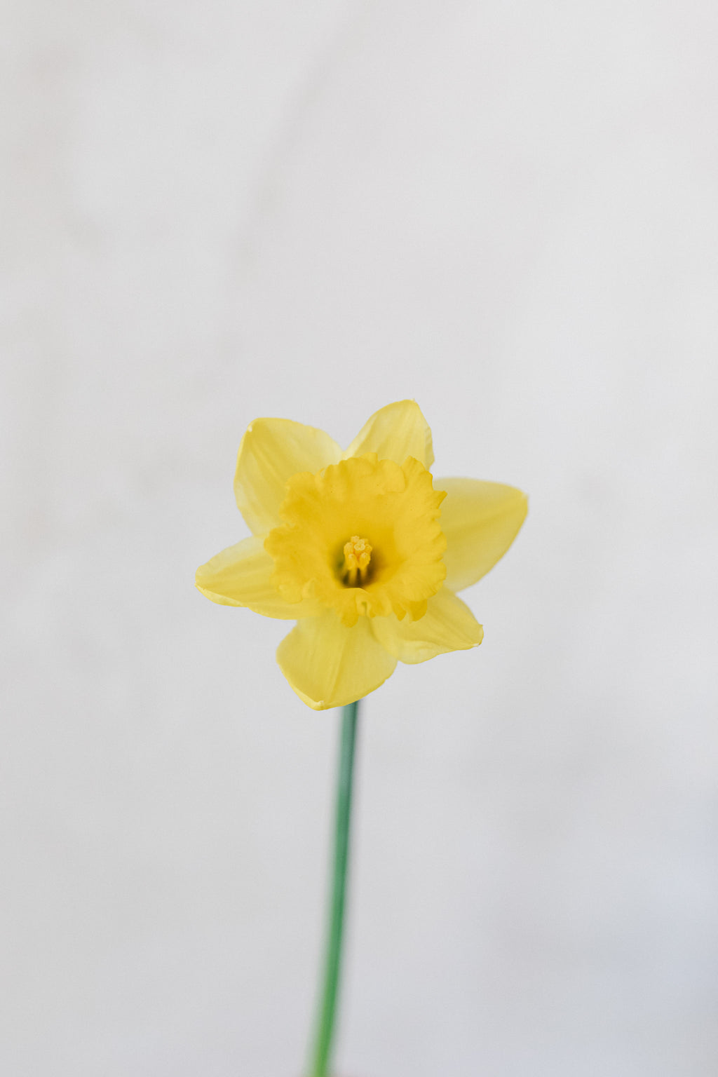 alblanc | Narcisos en flor