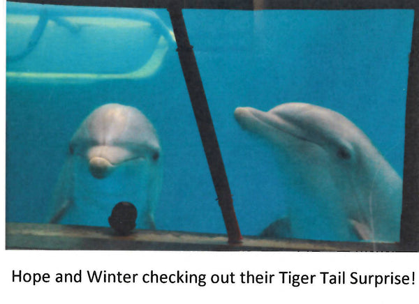 Winter and Hope Clearwater Marine Aquarium Checking Out Their New Tools