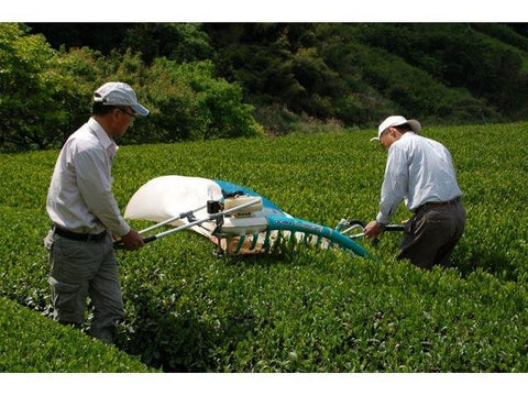 Sencha Green Tea Spring Picking