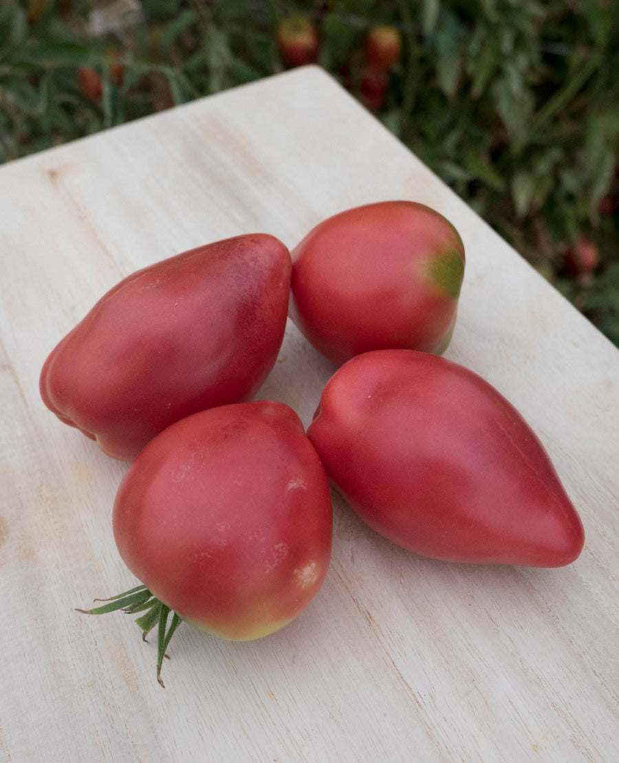 Oxheart Pink Tomato Tomato Growers Supply Company