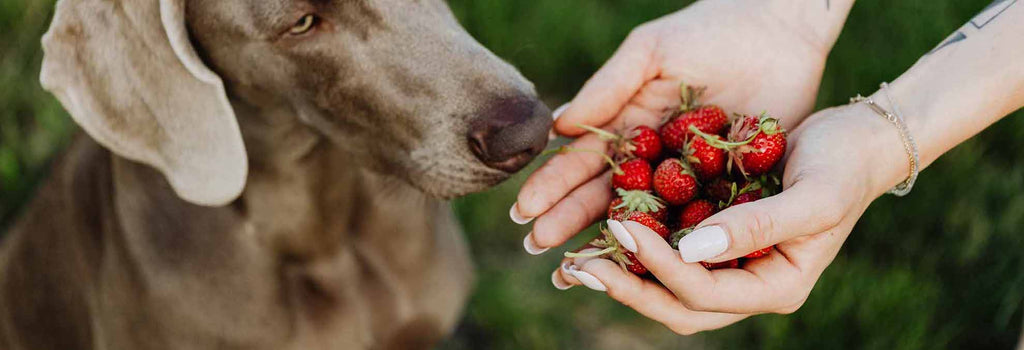 Dürfen Hunde Erdbeeren essen? mammaly®