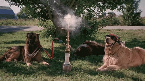 Hookah Dogs Scary Movie