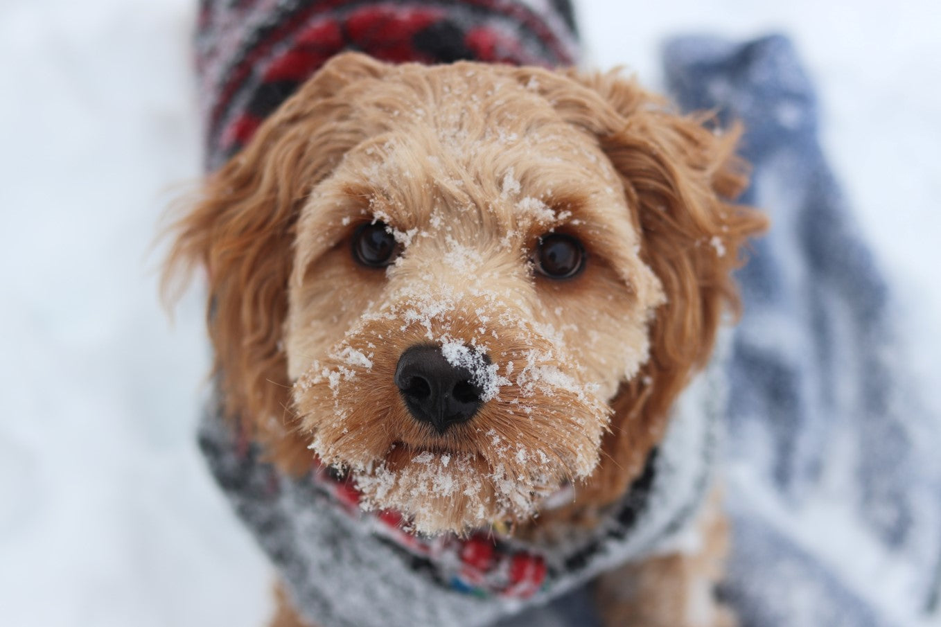 
      4 Top Tips For Walking Your Dog In The Rain And Snow
 – Scollar Personalized Pet Care