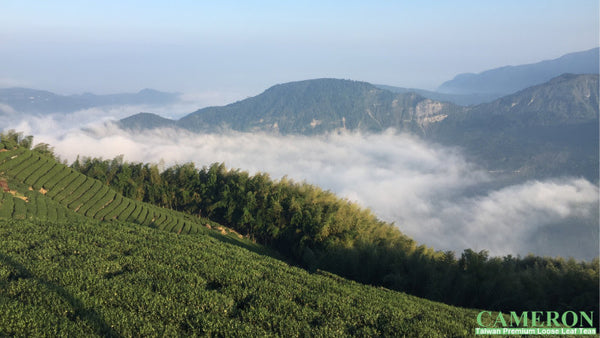 2016 November at AliShan 