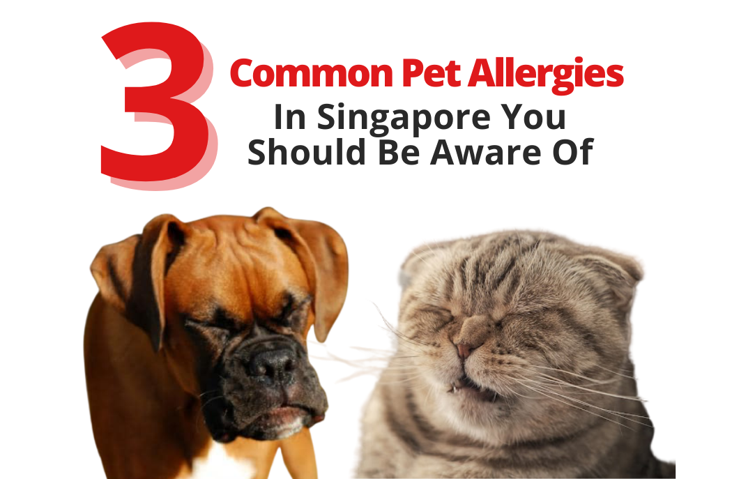 are dog allergies common