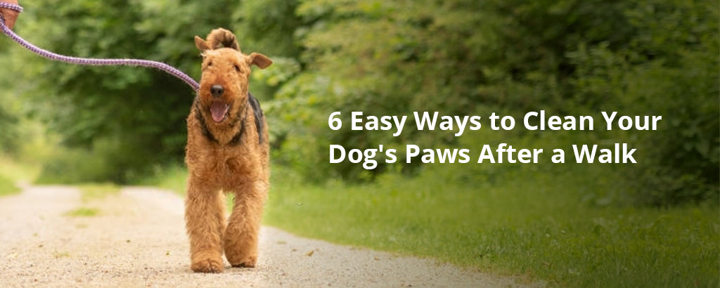 6 Easy Ways to Clean Your Dog's Paws After a Walk
– Smartpaw Pet Online Store