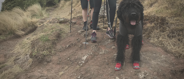 hunting dog booties