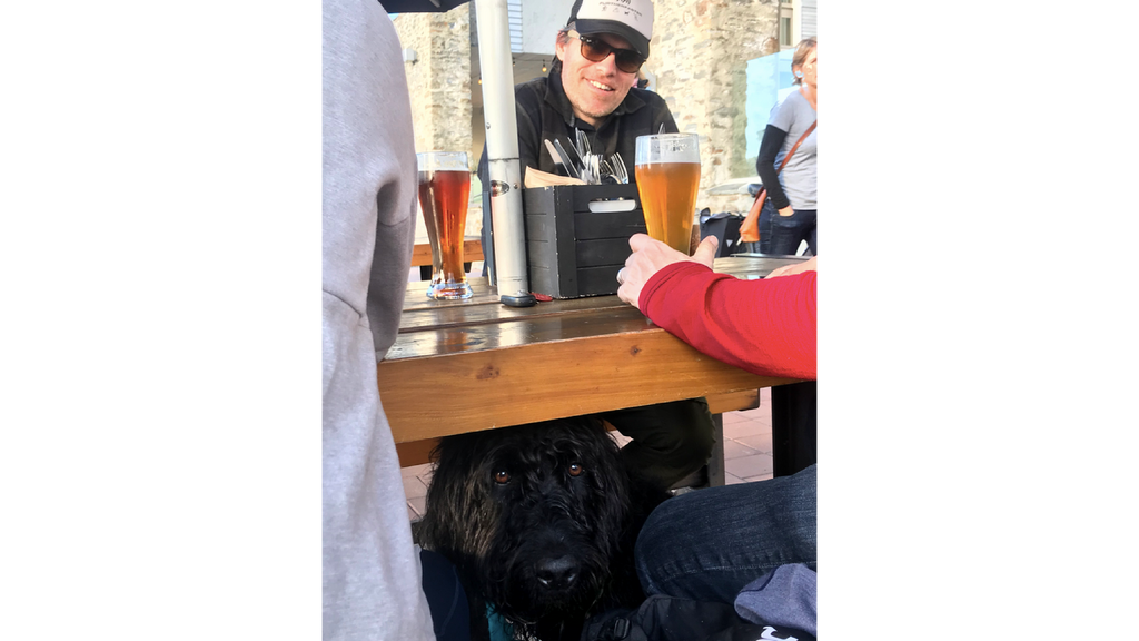 dog friendly bars in wanaka