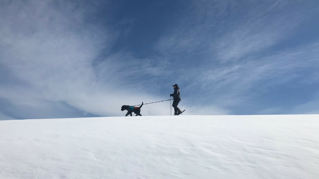 snow shoeing with dogs in new zealand