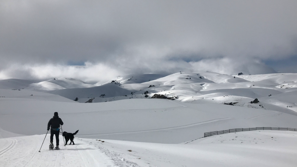 snow shoeing and road trips with adventure dogs new zealand